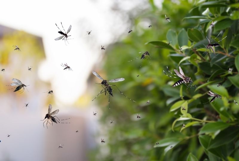 Oman: Dhofar Municipality organises symposium on disease vector management
